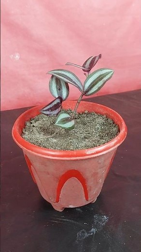Gardening guide : how to grow wandering Jew / inch plant from cutting| how to grow bushy inch plant