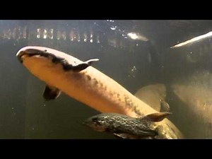 Australian Lungfish