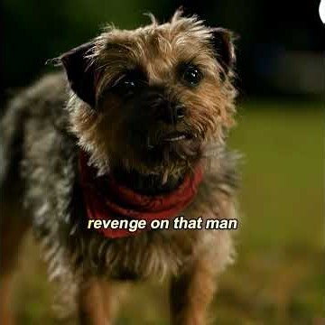 Abandoned Dog Teams Up With Strays For A Wild Revenge Journey #movieclips #viral #dog