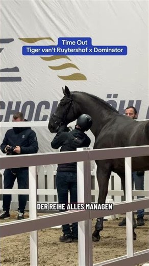 Time Out - Hengstpräsentation Schockemöhle Freispringen