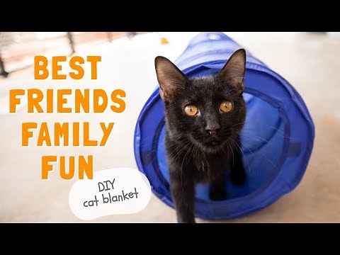 Family Fun! DIY how to make a cat blanket