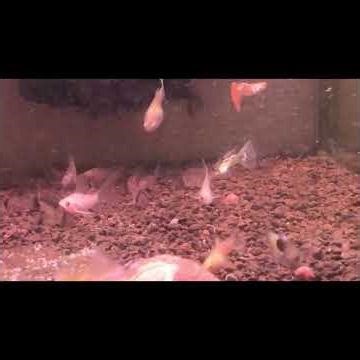 コリドラス 稚魚