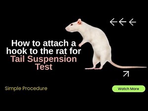How to attach a Hook to rat tail for Tail Suspension Test