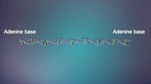 高通量测序技术(中英文字幕)