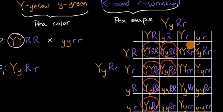 Dihybrid cross and the law of independent assortment