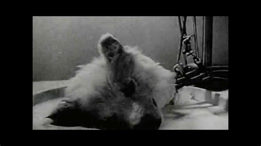 The Soviet Experiment That Kept a Dog’s Head Alive – The Shocking Truth