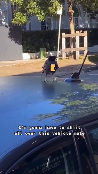 Chippy Ticket 🎫 with all these chippy chasers about, I thought it might be good time to post the one that got the ball rolling.. or the chippy frying. Cheers 🍟 #animation #aussie #bird #sydney #chips #fries | Mr Sam Cotton