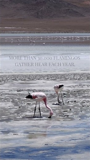 30,000 Flamingos Choose This Place Every Year Why
