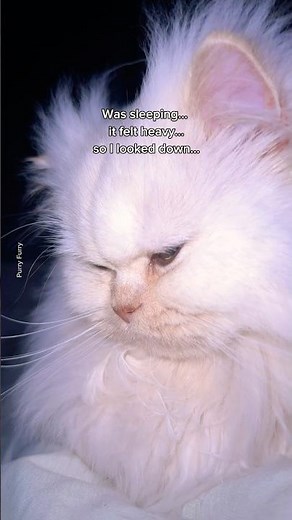 Cat owners, you relate? 😹