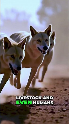 Dingoes: The Cunning Predators You Need to Know #shorts
