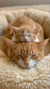 Instinct turned into love. | Meow Kingdom