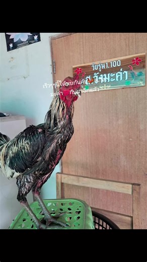 Saree Boonchoo บน TikTok