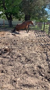 76K views · 1.2K reactions | If you see one of your foals by him doing this don’t be Alarmed  this is how he scratches his belly and was there a greater part of a minute doing it before I started videoing. I thought he was having a stroke the first time I ever witnessed it years ago  | Aint Seen Nothin Yet | Facebook