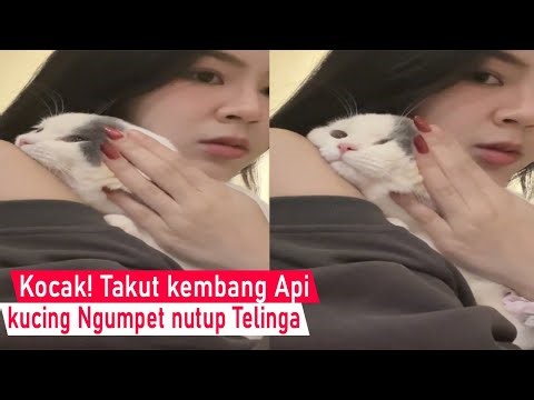 Cats afraid of fireworks, running away, asking for protection from their mothers/cat compilation