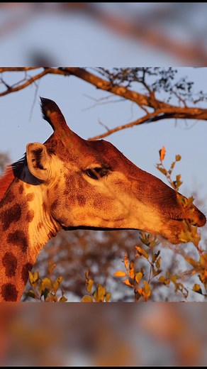 Watch this Giraffe chewing a bone #bones #giraffe #krugernationalpark #kruger | Xipandza Mananga
