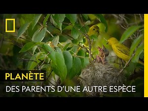 This bird has its young raised by another species