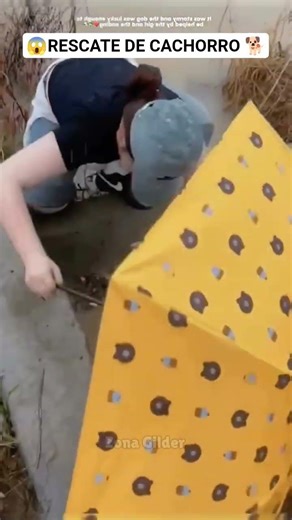 🐕CACHORRO EN PELIGRO ES RESCATADO 👏🏻 #shorts #shortvideo #perros