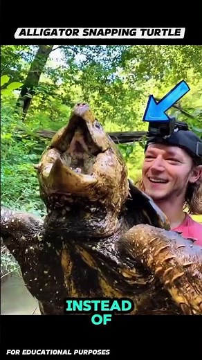 Meet the Alligator Snapping Turtle 🐢 | One of the Strongest Bites in the Animal World. #documentary