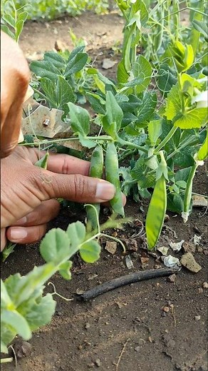I am harvesting peas #nature #farming #peas #shorts
