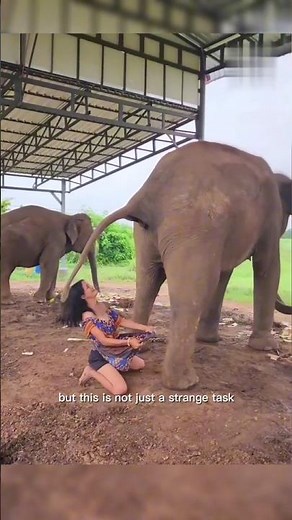 From Poop to Paper: Unique Innovation from Elephant Poop! #short #elephant