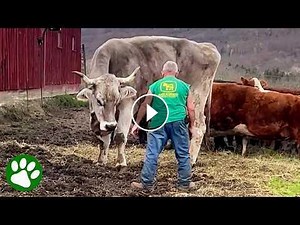 The biggest ox you’ll ever see is a true gentle giant #Video