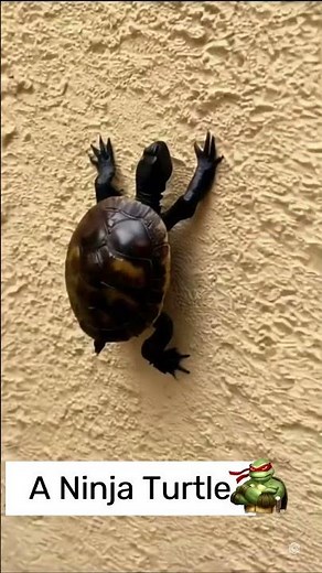 A Ninja Turtle in Real Life 🐢