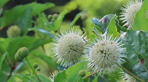 21-July-2023; Snowberry Clearwing Moth (Hemaris diffinis) feeding on buttonbush at Dragonfly Pond. They are also known as: bumblebee moth, flying lobster and hummingbird moth. It can be confused with its close relative the reddish colored hummingbird clearwing moth (Hemaris thysbe). Both are day-time flying moths that are neat to find hover feeding at flowers much like humming birds do. #sterlingnaturecenter #tourcayuga #DestinationFairHaven #clearwingmoth | Sterling Nature Center