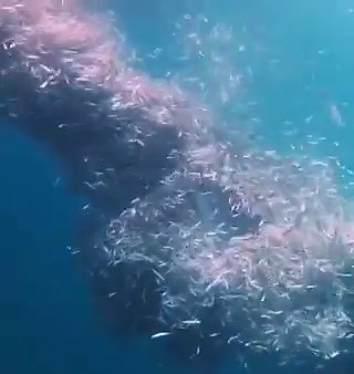 A whale shark eats about 20–50 kg (44–110 lbs) of food daily, filtering plankton, small fish, and eggs from the water as it swims.Despite being the largest fish in the ocean, their diet is made up of some of the smallest marine life.