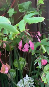 Angel Wing Begonia Lucerna Plant - Well Rooted Cane Begonia - Etsy