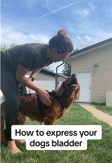 How to Express Your Dog's Bladder Effectively