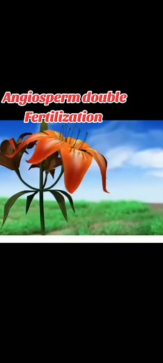 Angiosperm Double Fertilization Explained