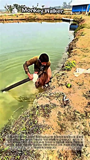 물리 법칙을 활용한 전통 사이펀(Siphon) 농업 용수 이송 과정 #worker #process #physics #siphon #farming