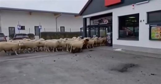 Γερμανία: Κοπάδι από πρόβατα έκανε «ντου» σε σούπερ μάρκετ και χάρισε απίστευτες εικόνες