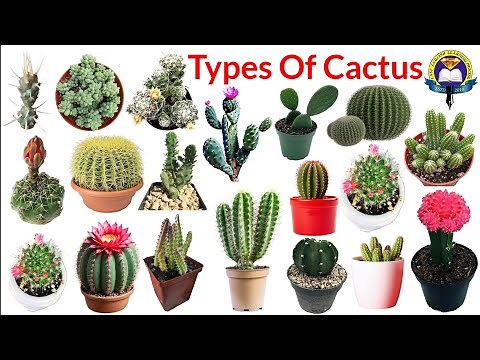 Types of Cactus | 25 Types of Cactus | Cactus Name With Pictures | Cactus Plants Names | Cactus