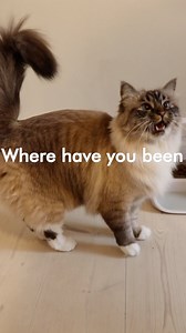 538K views · 6.3K reactions | The Secret Meaning Of Cat Meows  | Missenell | Facebook