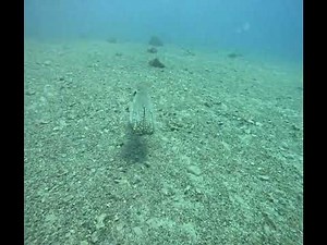 Incredible Camouflage: Octopus Blending in and Out of Rocks | Red Sea
