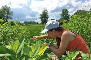 Monarch butterfly research update – May 2019