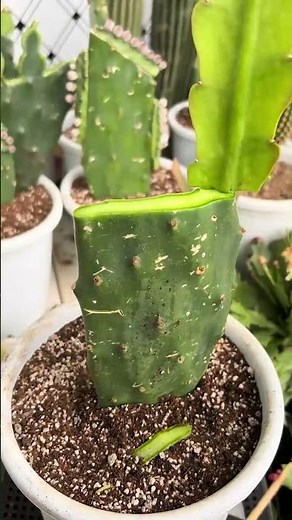 Cactus Grafting for Beginners | Step-by-Step Guide