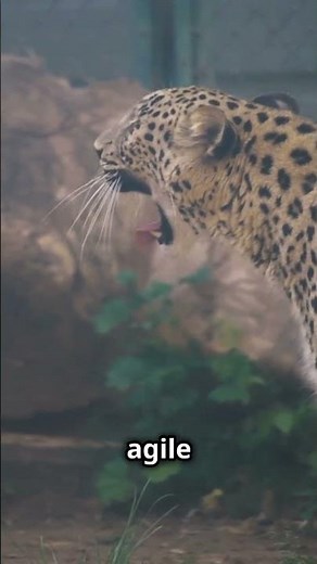 The Speed and Agility of a Leopard