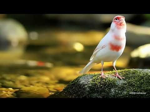 White Canary Singing by the Clear River | Peaceful Morning Nature Sounds