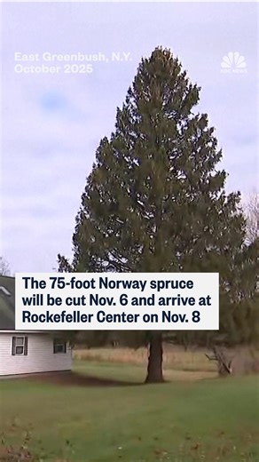 10M views · 109K reactions | This year’s Rockefeller Center Christmas tree is a 75-foot Norway spruce from East Greenbush, New York, and is set to arrive Nov. 8 before the lighting ceremony on Dec. 3. | NBC News | Facebook