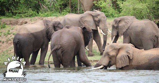 Welcome to Africa Hunt Lodge | South African Hunts and Safaris