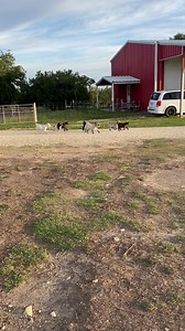 33K views · 1.8K reactions | GOGA Gang - when they are not being sweet little lovable goats at goat yoga they are WILD Indians having fun at home | Roxiethecrazygoatlady.com | Facebook