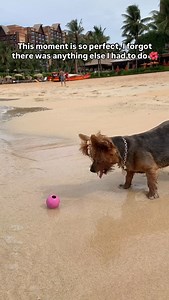 Did you know you can bring your dog to Hawaii?* with approval and the right paperwork, you’ll be saying aloha before you know it 🙌🏼🌺 | Traveling with a Dog