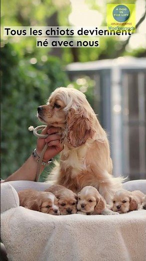Cocker Americain chiots à vendre, woefkesranch
