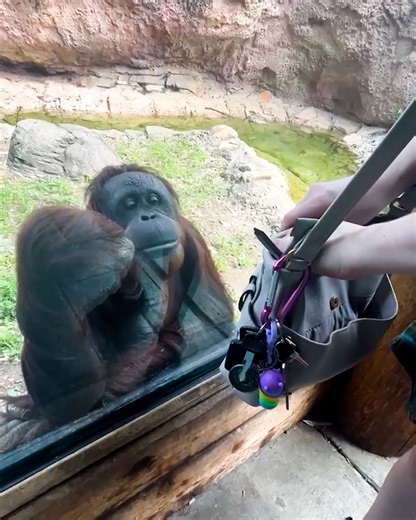 13M views · 142K reactions | Intelligent orangutan asks zoo visitor to share her snacks 轢 | MetDaan Animals | Facebook
