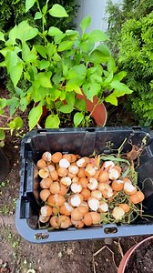 Composting all organic leftover geo Kitchen to garden 🪏 🌿☀️ #compostingtips #gardening #autumn #gardeningtips | Che Thompson