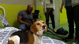 DogTV Aims to Help Dogs with Anxiety One Cable Company at a Time