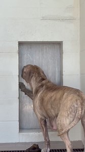 320K views · 4.7K reactions | URGENT We are urgently seeking rescue...