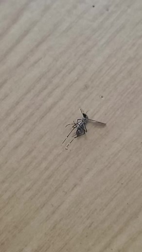 Videos de Roberto C Navarro (@rob_canavarro) con “Redoblando - Hechizero de Linares”